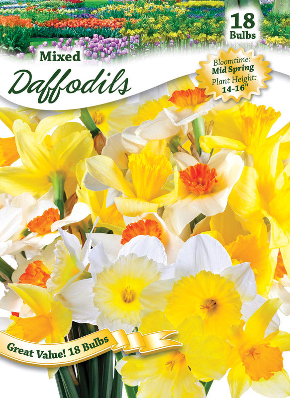 Degroot Inc, Ns Daffoldil Mix West