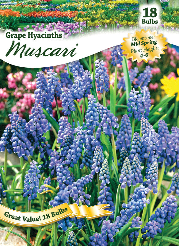 Degroot Inc, Ns Grape Hyacinth West